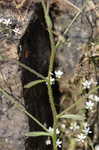 Michaux's saxifrage